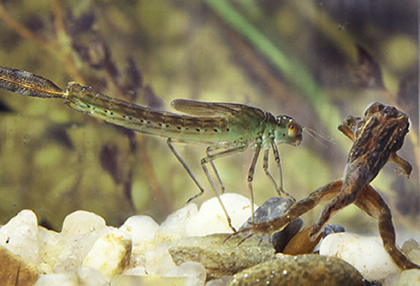 Damsels of the deep