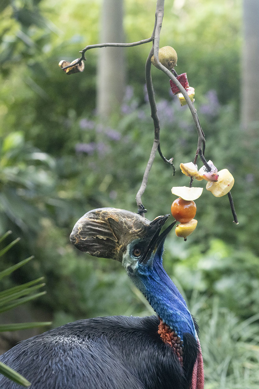 Nifty zip-line delivers dinner on time to Zillie the cassowary