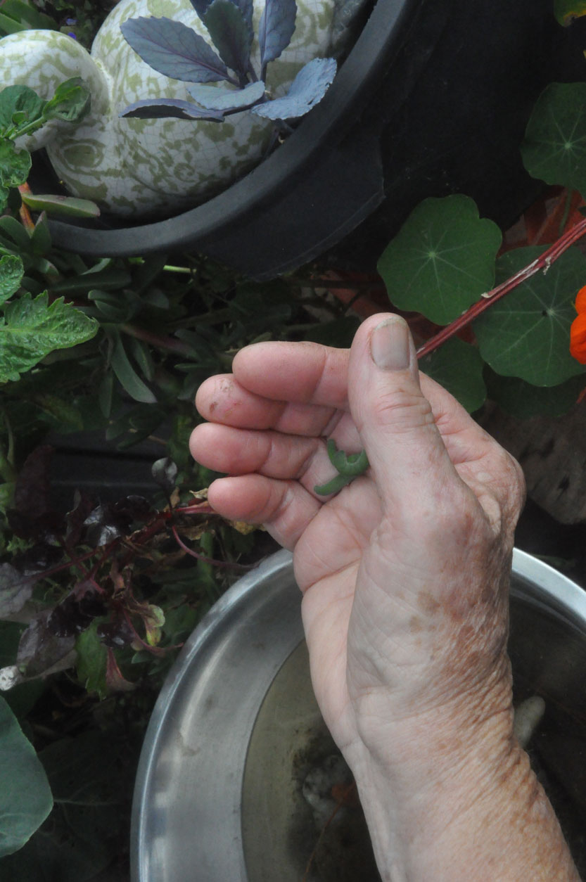Tips from a garden bomber