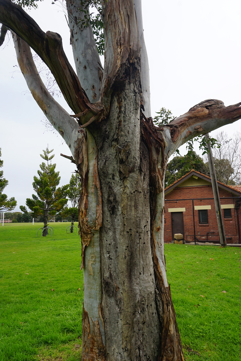 Carved hollows create new homes for wildlife in the urban forests