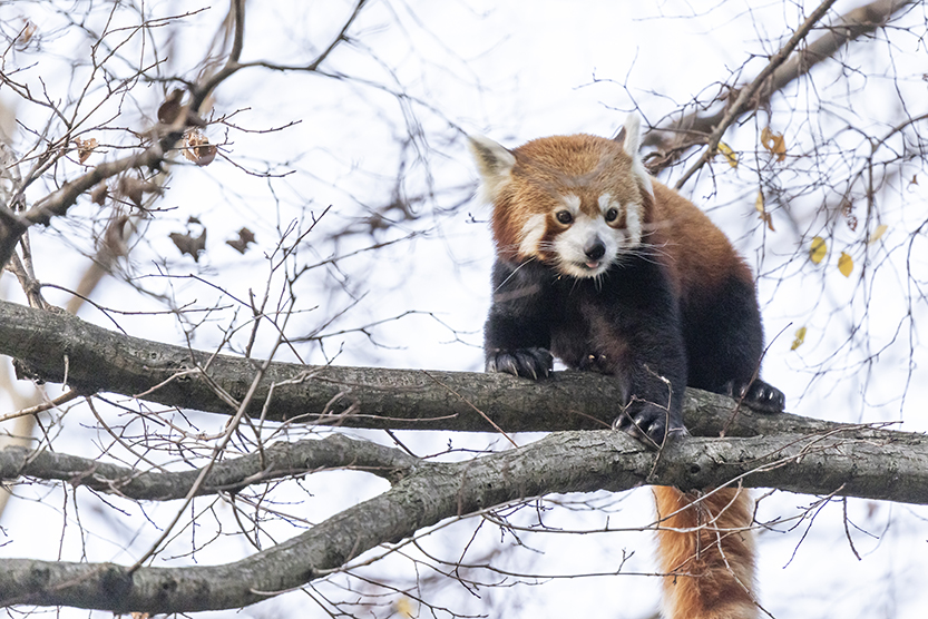 Red pandas don their mittens for winter 
