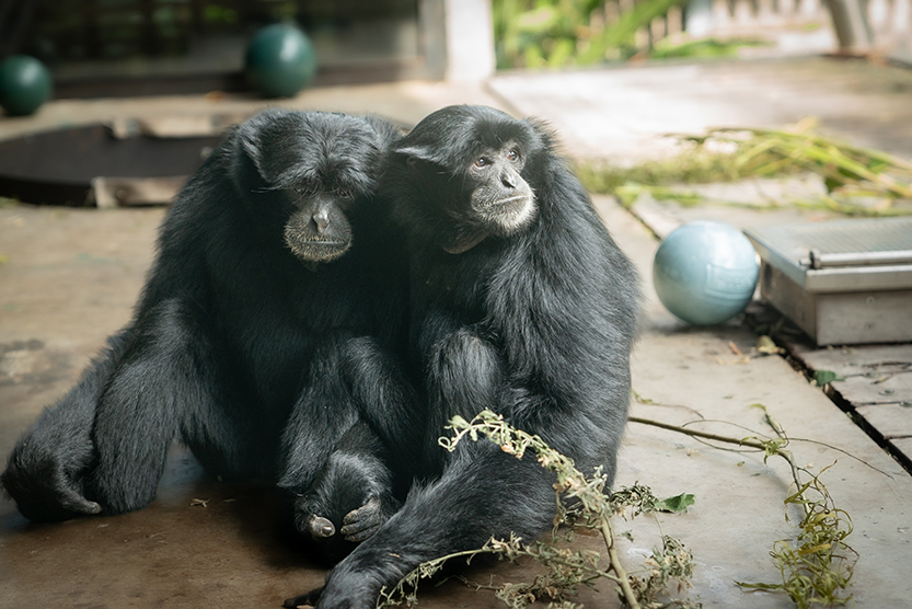 Melbourne Zoo’s Siamang dynasty swings into the property market 