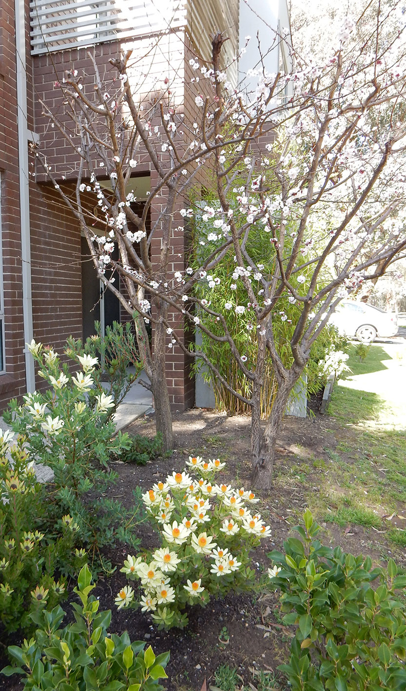 Plenty coming up in Parkville Gardens
