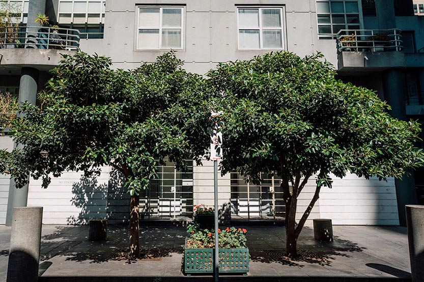 Street trees
