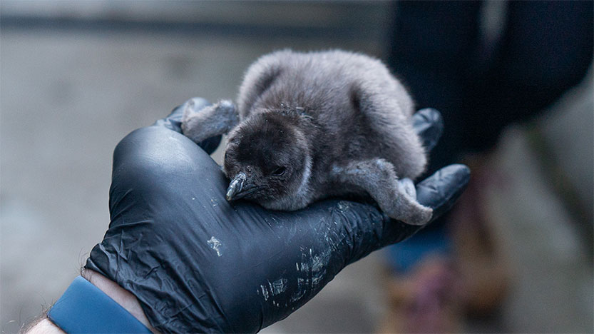 Penguin chicks ditch their fuzzy jumpers for spring