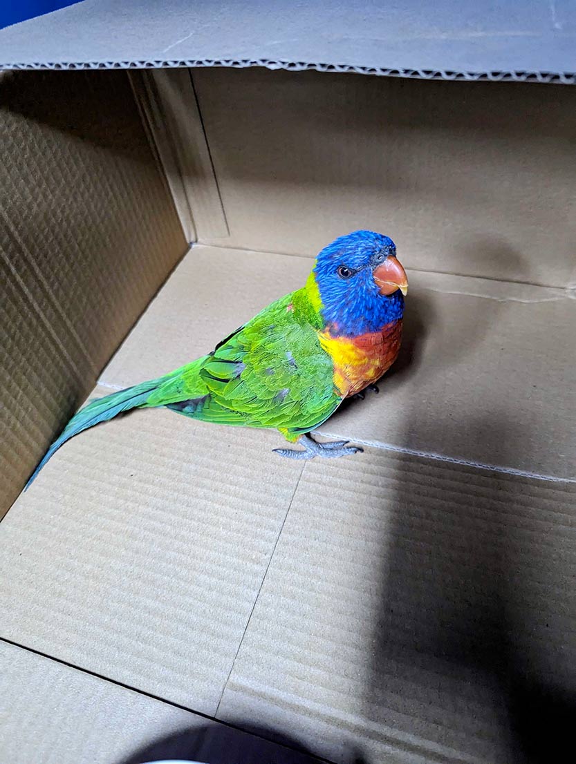 Community bands together to rescue a parrot in Kensington