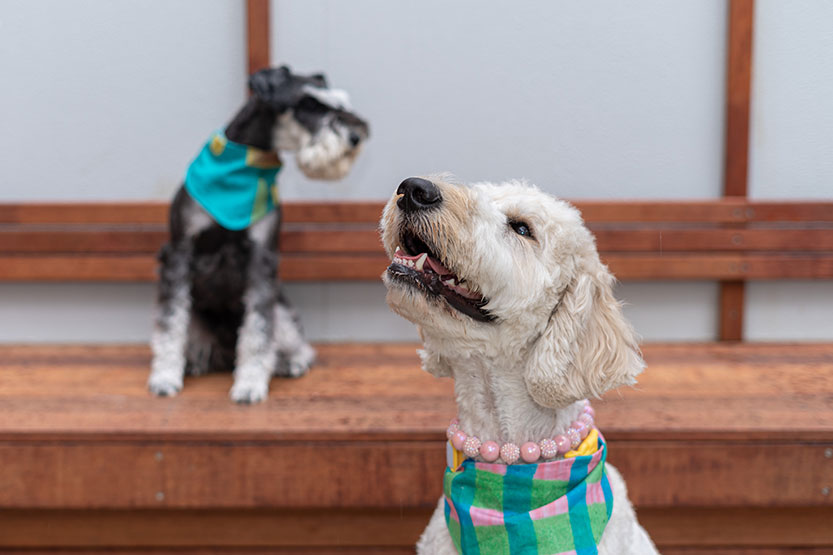 Welcome to the latest Pet’s Corner by Pups of Carlton!
