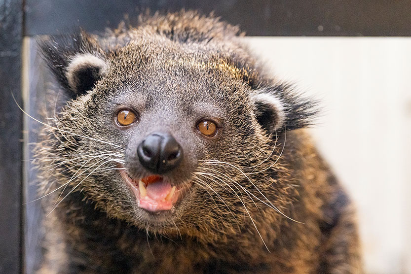 Get a whiff of this! Popcorn-scented duo arrive at the zoo
