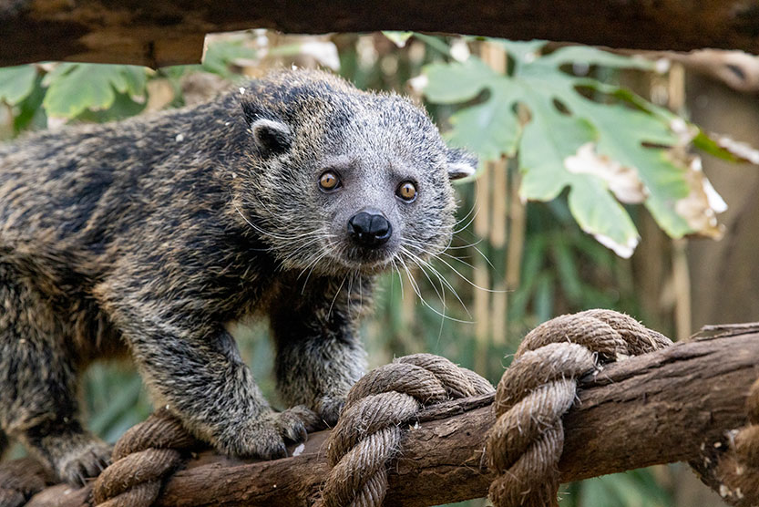 Get a whiff of this! Popcorn-scented duo arrive at the zoo