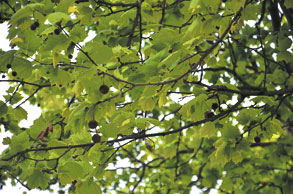 Trees injected