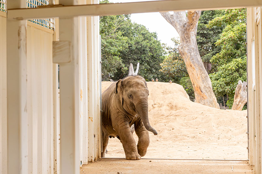 Melbourne Zoo’s Asian elephants making travel plans