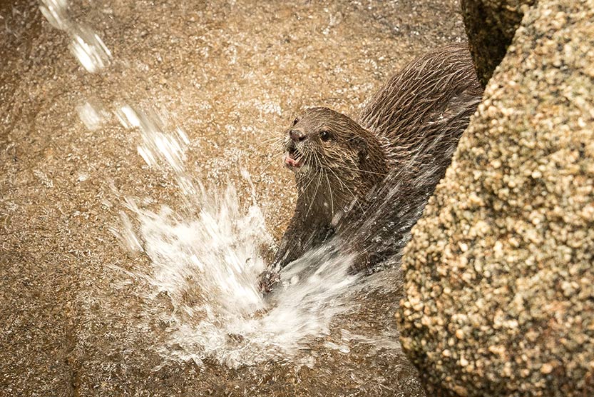 Surf’s up for Melbourne Zoo’s otter family