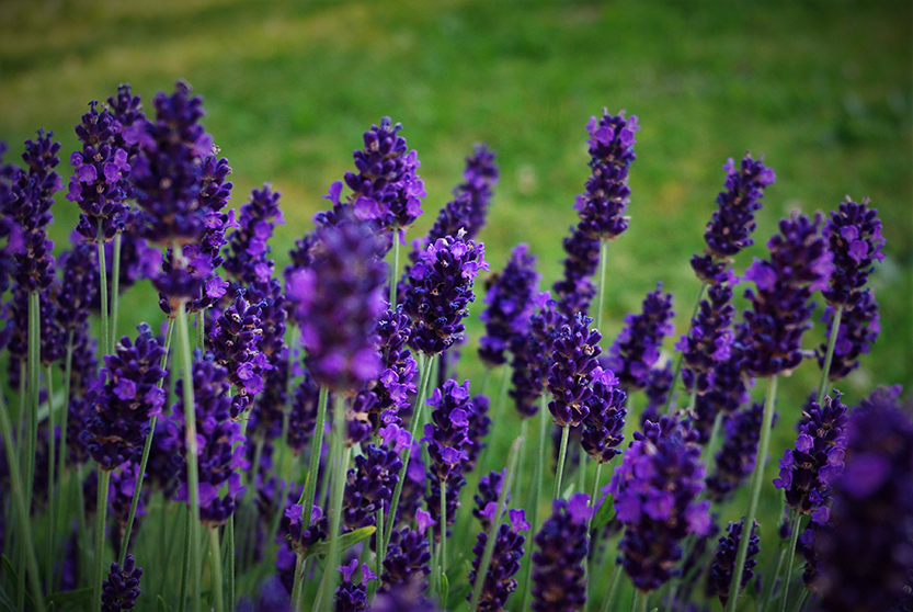 Lavender (Lavandula)