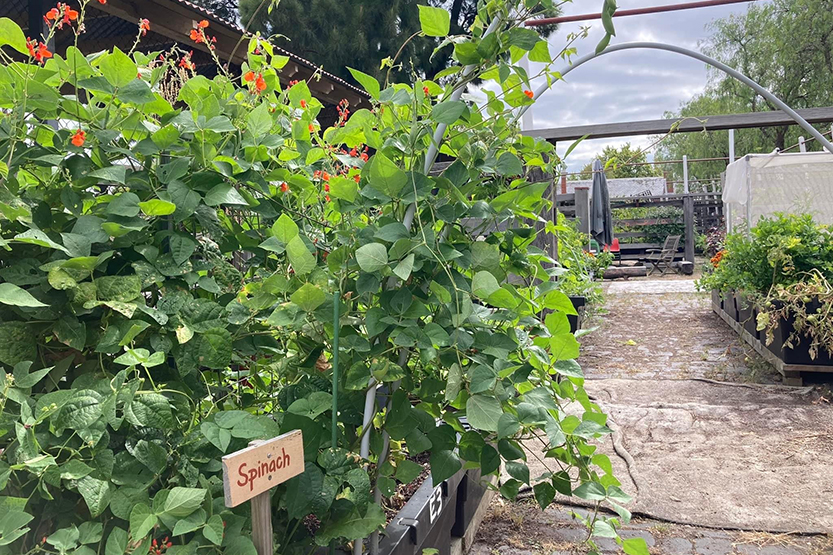 Kensington Stockyard Food Garden celebrates with Christmas sale