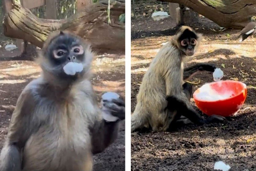 Swingin’ in suds: spider monkeys go wild for bubble bath 