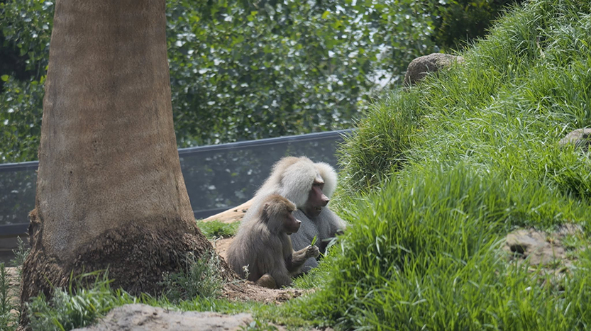 New baboon turning heads 