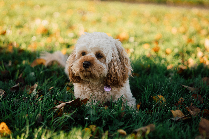 Locals invited to have their say on Clayton Reserve Dog Park upgrade