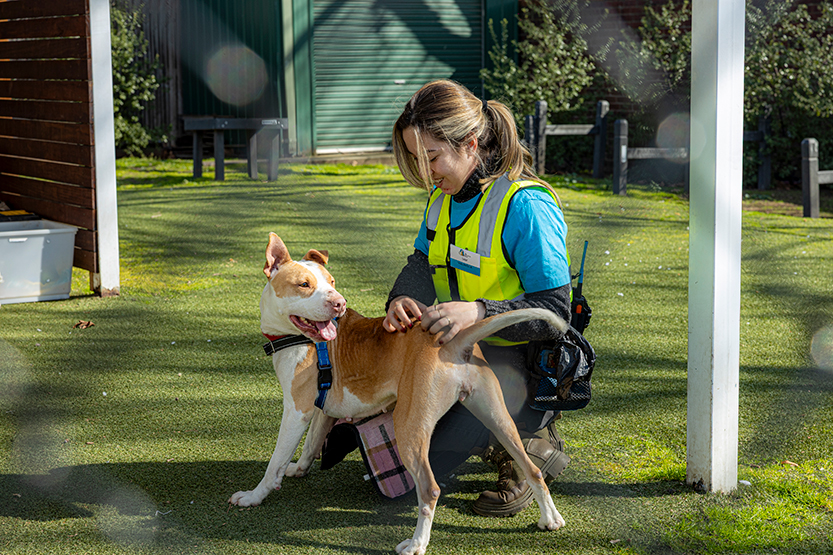 Lost Dogs’ Home shines spotlight on its Animal Behaviour Centre