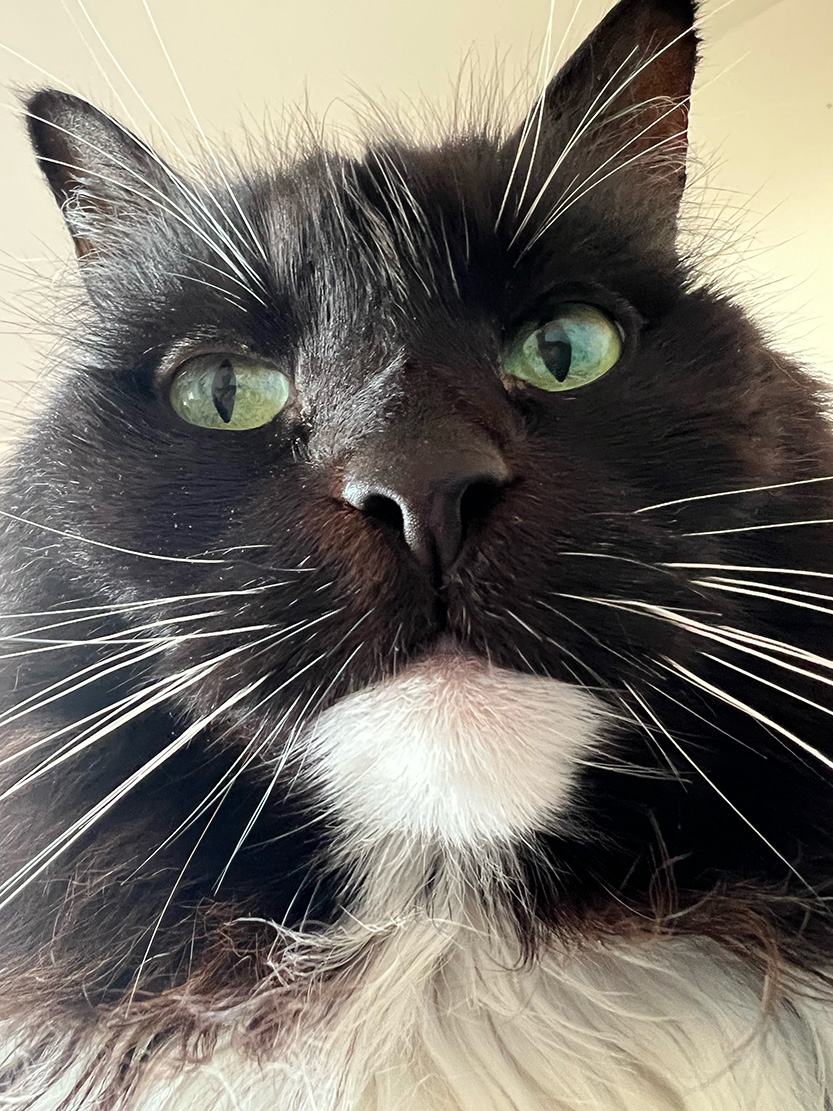 Lights out for our furry friends – City of Melbourne votes for cat curfew