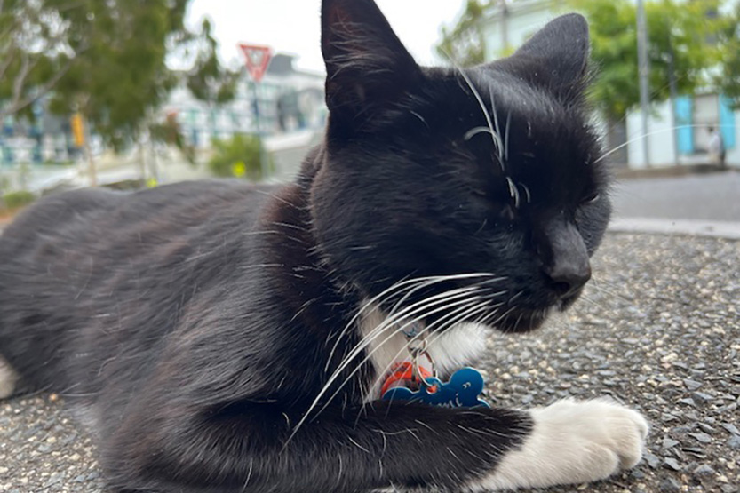 Mimi, Carlton’s corner cat, is alive, well and still radiant at 17