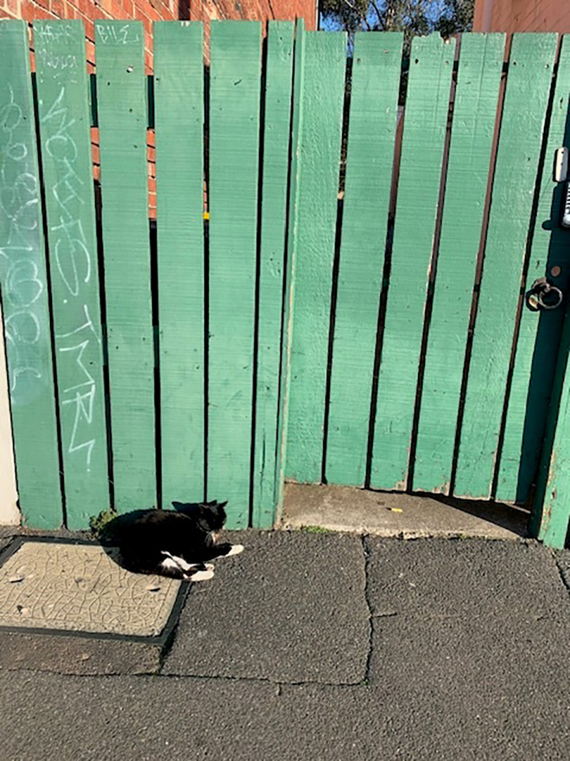 Mimi, Carlton’s corner cat, is alive, well and still radiant at 17