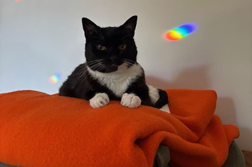 Mimi, Carlton’s corner cat, is alive, well and still radiant at 17