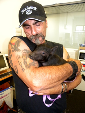 This pig is no muppet