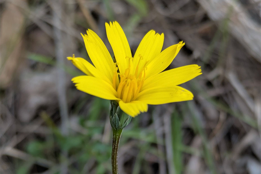 Melbourne votes on a floral emblem as Garden City vision takes root