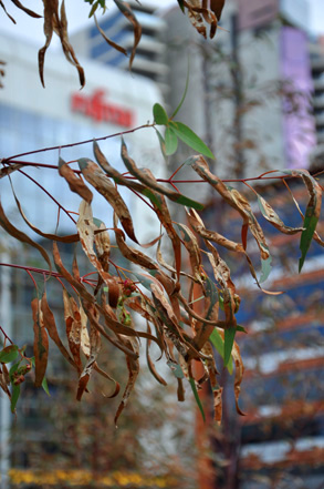 New trees for Victoria Green