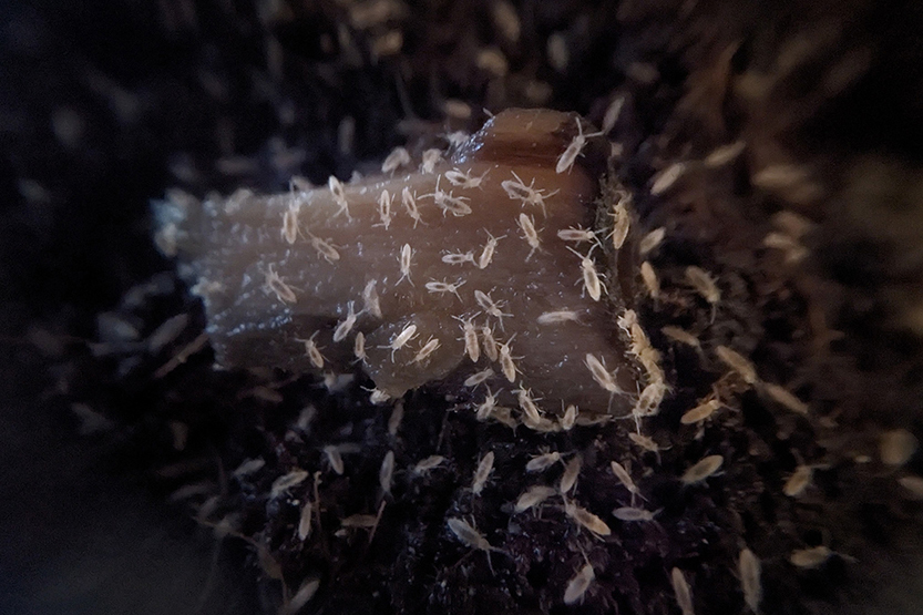 Compost critters reveal a complex picture
