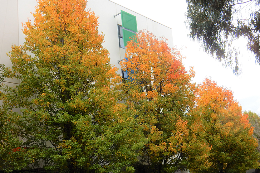 Autumn shine in Parkville Gardens