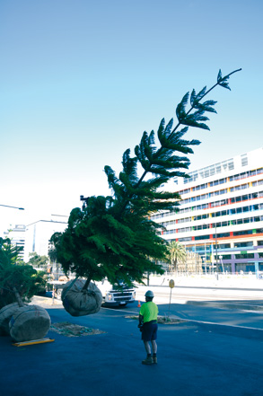 Harbour Esplanade gets its new trees