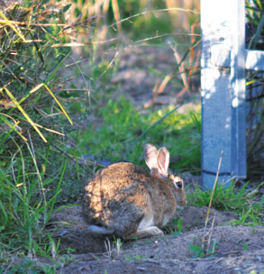 Rabbits invade Docklands