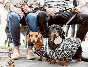 Dachshund dress up for Oktoberfest