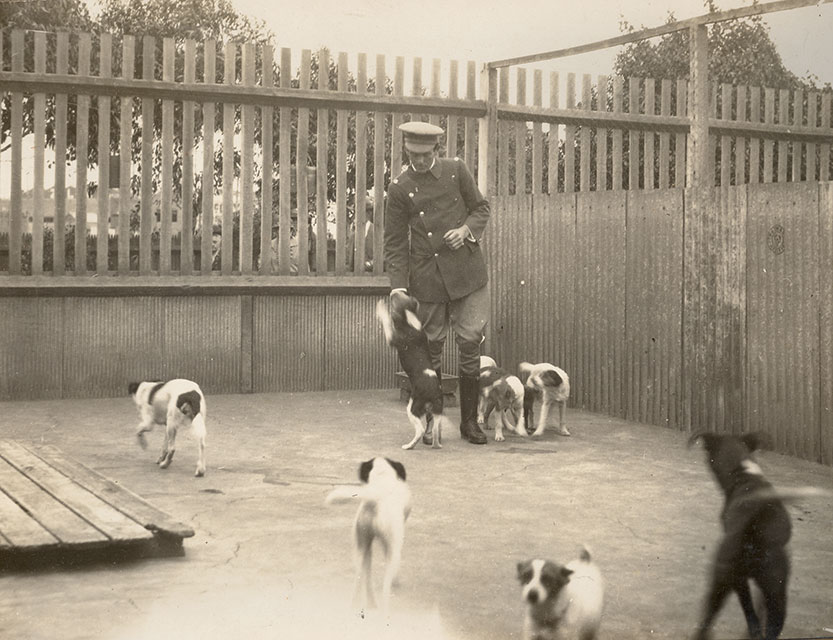 The founding of North Melbourne’s Lost Dog’s Home - 1913
