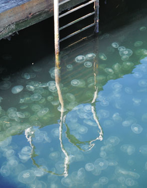 Attack of the blue blubber jellies