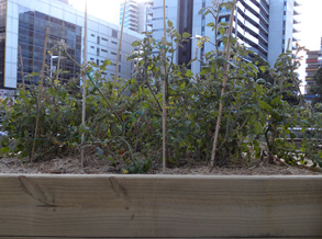 The Organic Balcony