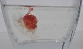 New jellyfish spotted