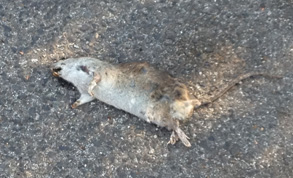 Rats invade garden