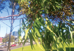 Quintessentially Australian