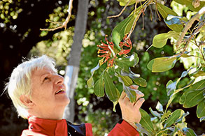 What’s climate change doing to Melbourne’s plants?