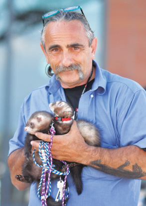 Fester’s ferrets