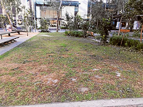 A patch of green