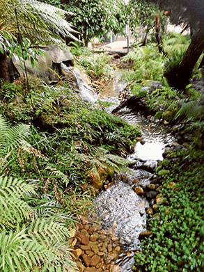 Is Southbank about to lose its secret rainforest?