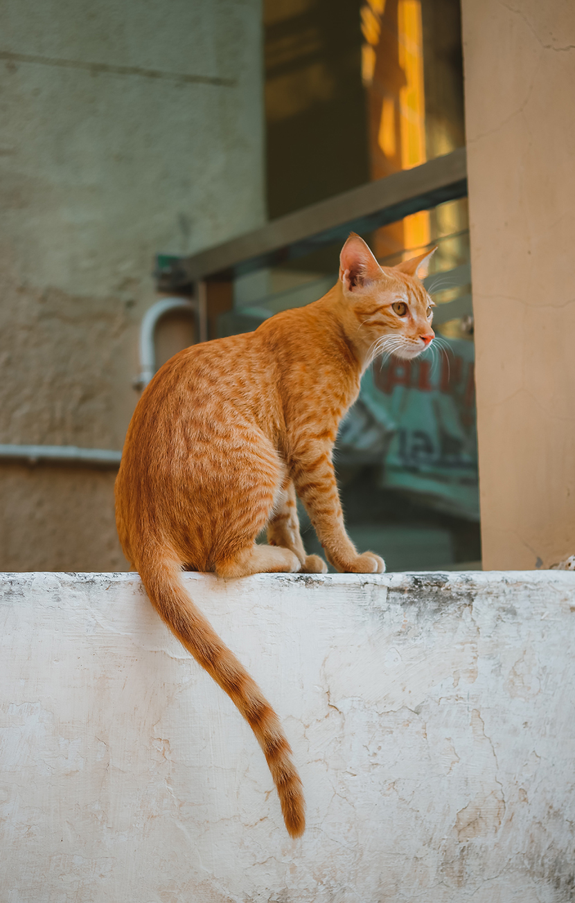 Feral cat colonies found