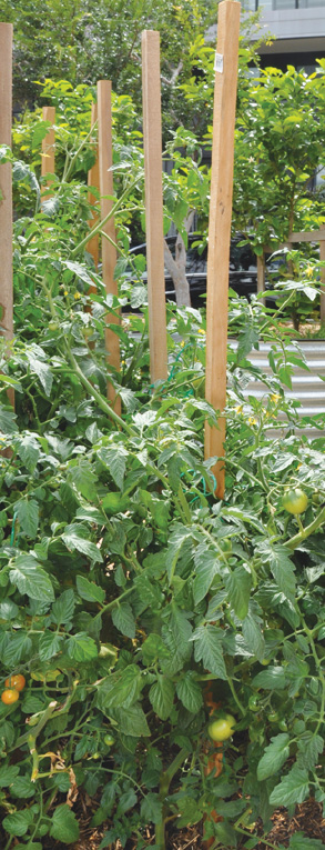 Tasty tomatoes