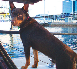 Boating - Sea Dog