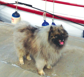 Boating - Sea Dog