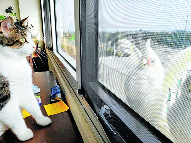 Cockatoos taking over Carlton