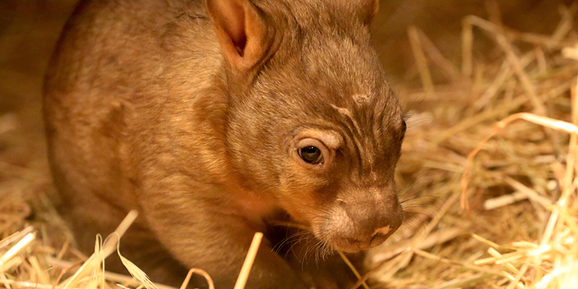 Wombat family warmly welcomes roly-poly joey